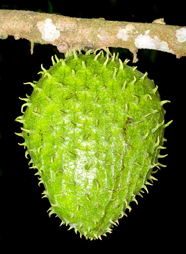 La pulpa, blanca y jugosa, recuerda al sabor de la piña. Toda la planta tiene virtudes medicinales © Giuseppe Mazza