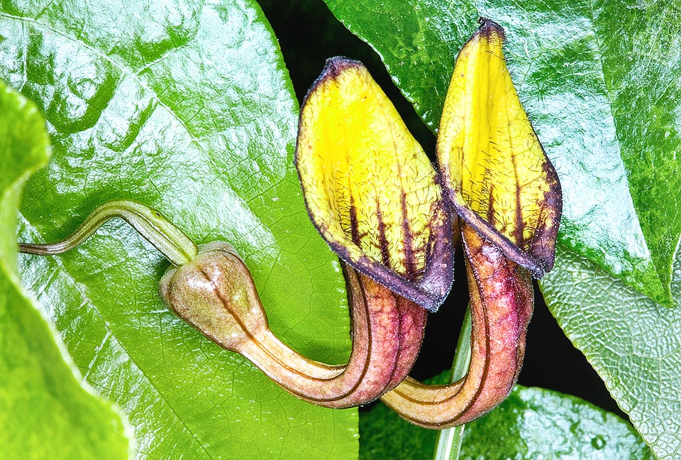 Creeping or climbing evergreen with even 6 m long stems, Aristolochia sempervirens has small flowers formed by a U-bent tube, 3-5 cm long, with several curved hairs favouring the entrance of pronubial insects but then blocking their exit. They will imprison them as usual in Aristolochia till fertilization occurrence © Giuseppe Mazza