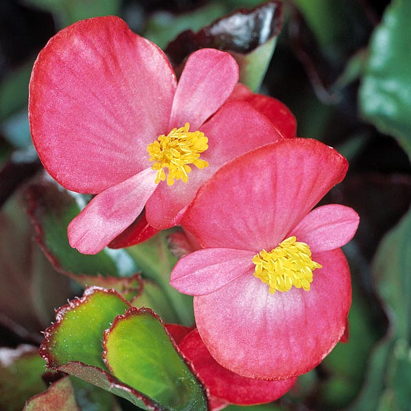 Colours going from white to pink, red in the various shades, and almost continuous flowering. Few know that the leaves are edible and can be consumed cooked or raw © Giuseppe Mazza