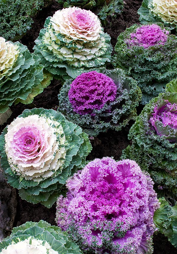 Oggi si può trovare in vari abbinamenti di colore per le aiuole o bouquet © Giuseppe Mazza