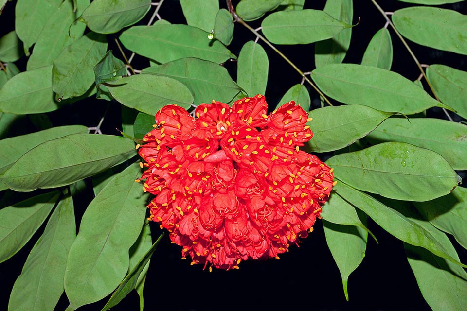 Originaria de Colombia, Ecuador, Perú y Venezuela, la Brownea ariza es un árbol de 9-12 m, con ramas largas y péndulas que tienden a tocar el suelo © Giuseppe Mazza