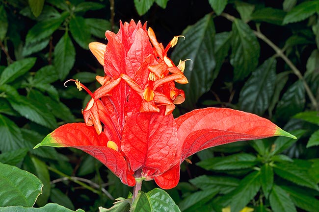 Ruellia chartacea : vistosas brácteas que parecen de papel © Giuseppe Mazza