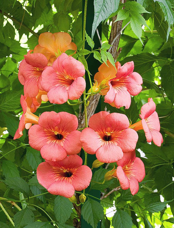 Campsis grandiflora, trompeta china, Bignoniaceae