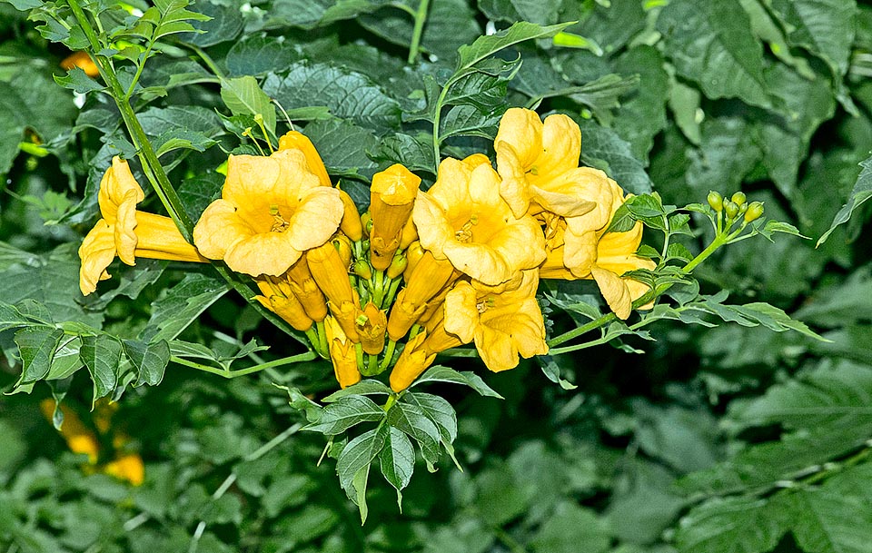 Las infloresencias portan de 8 a 12 flores infundibuliformes de 6-8 cm, de entre 3 y 4 cm de ancho. La corola, normalmente roja, también puede ser amarilla © G. Mazza