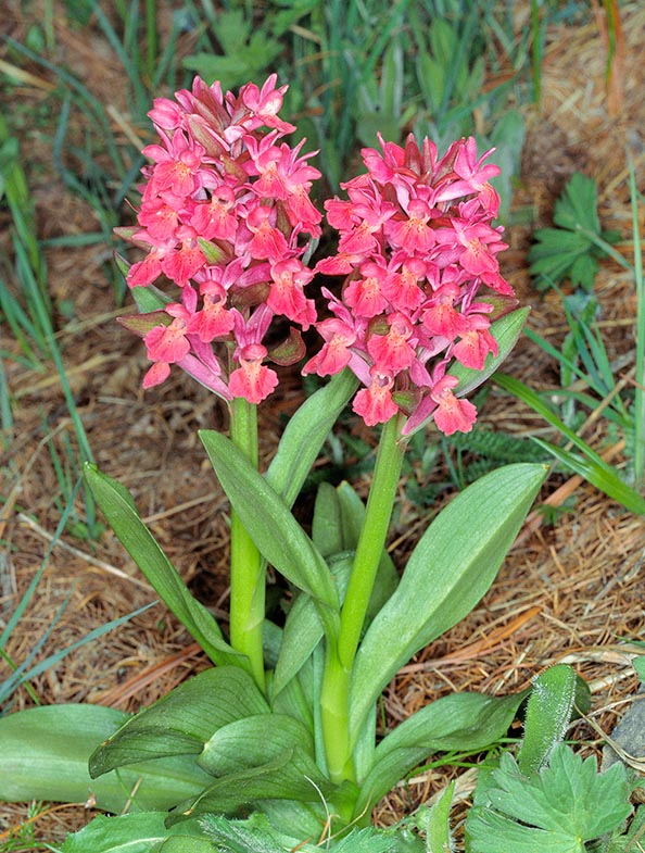 The inflorescence may reach 10 cm. It's rather consistent, oval, slightly “dishevelled” © Giuseppe Mazza