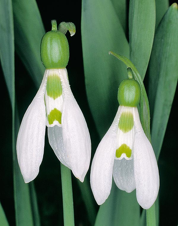 En Inglaterra, donde fue introducida quizás desde la época romana, en 1950 el Galanthus nivalis florecía hacia finales de febrero, pero desde 1990, por el cambio climático, florece ya en enero © Giuseppe Mazza