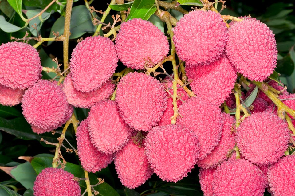 Several different looking horticultural varieties exist with early or late ripening to satisfy the market. Here a 'Calcuttia Late' © Giuseppe Mazza