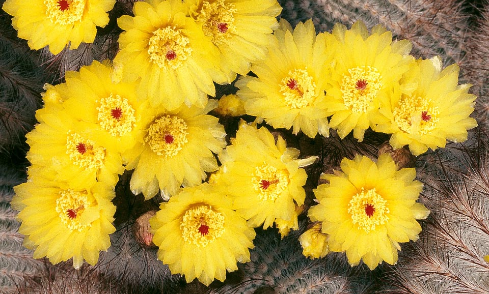 Solitaria o cespitosa, con tallos de 6-10 cm de diámetro, une a su aspecto escultural masas de flores de 3-4 cm de anchura. Su cultivo es fácil © Giuseppe Mazza