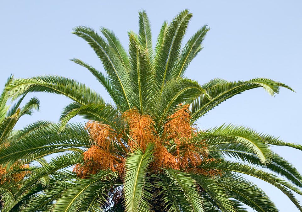 Sa couronne est imposante,dense, constituée de plus de cent feuilles pennées,recourbées, de 4 à 6 m de long, qui persistent longtemps © Giuseppe Mazza