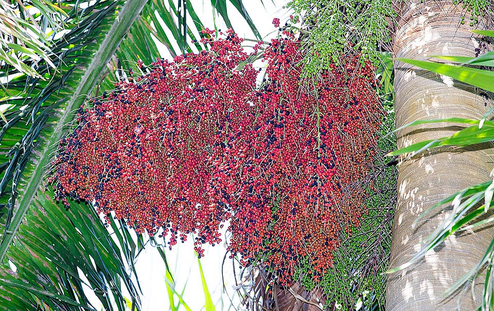 Les nombreux fruits, sphériques, de couleur rouge brun et d'environ 1 cm, sont utilisés comme aliment pour les animaux. Les graines germent au bout d'environ 2 mois © Giuseppe Mazza