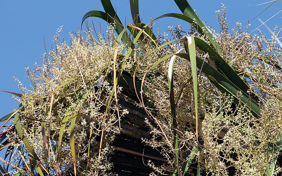 La inflorescencia, muy ramificada, brota entre las hojas y generalmente no supera su longitud. Las flores son hermafroditas, pequeñas y de color crema © G. Mazza