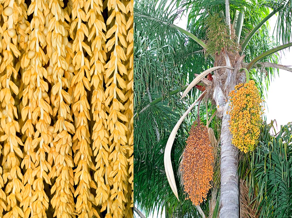 Détail de l'inflorescence et un arbre chargé de fruits. En raison de sa grande valeur ornementale il se répand aujourd'hui aussi dans les climats méditerranéens © Giuseppe Mazza