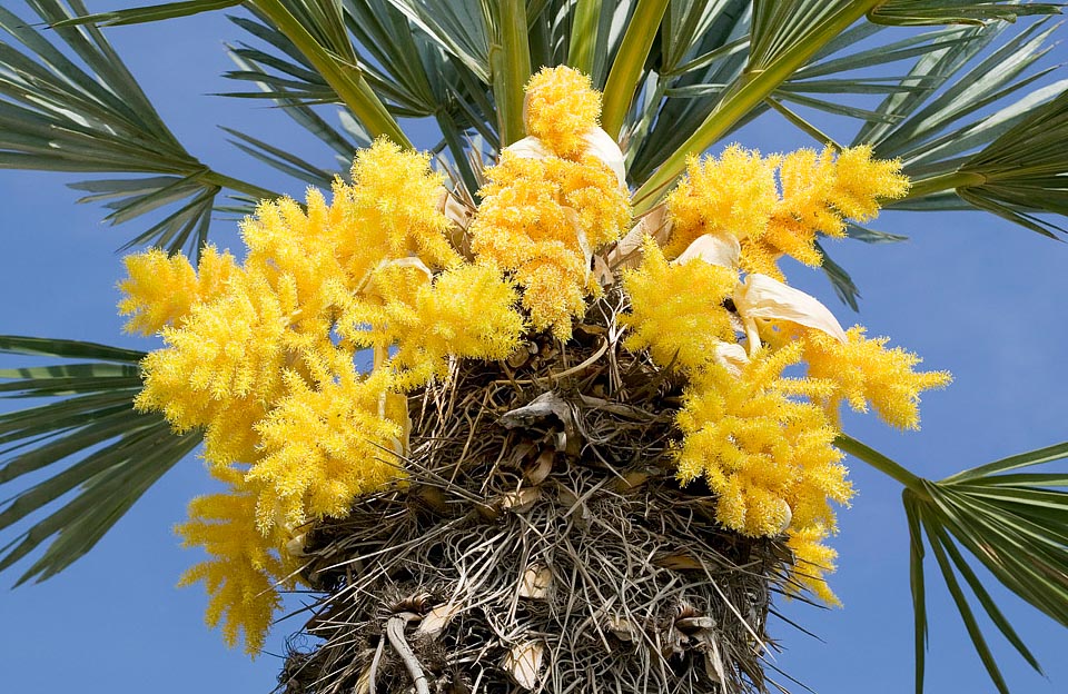 Elle atteint 6 m de haut et a un tronc recouvert de fibres épineuses. Ses inflorescences sont lumineuses, courtes, ramifiées et très ornementales © Giuseppe Mazza