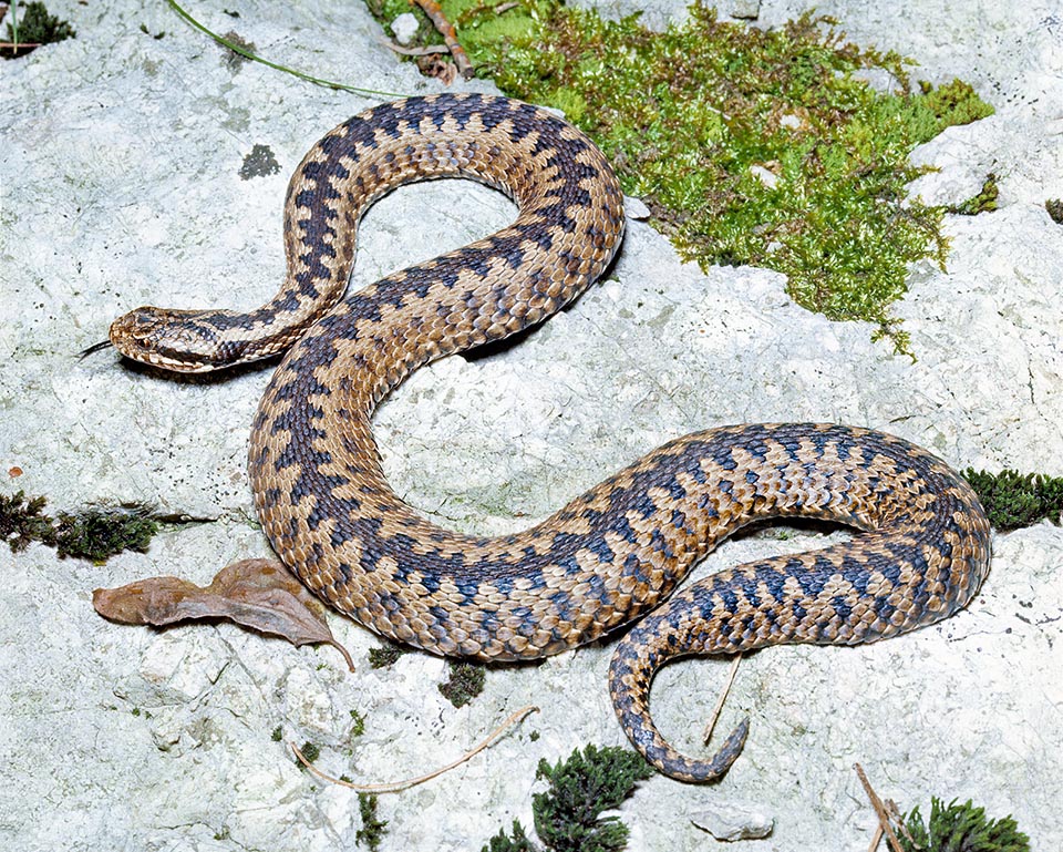 Alcanza los 70 cm, con hembras más largas y robustas que los machos. En Italia se encuentra a 1.000-2.500 m de altitud, en otros lugares del nivel del mar a los 3.000 m © Giuseppe Mazza