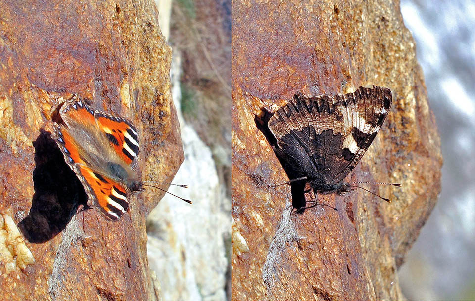 Aglais urticae, Nymphalidae, Vanessa ortica