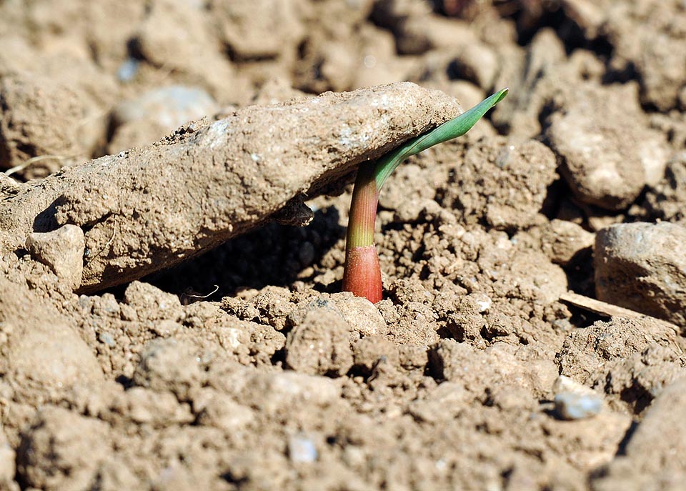 And the kernel emerges again, lifting the stones with an incredible strength. Zea mays is a 1,5-3 m tall grass that in the tropics may reach 10 m 