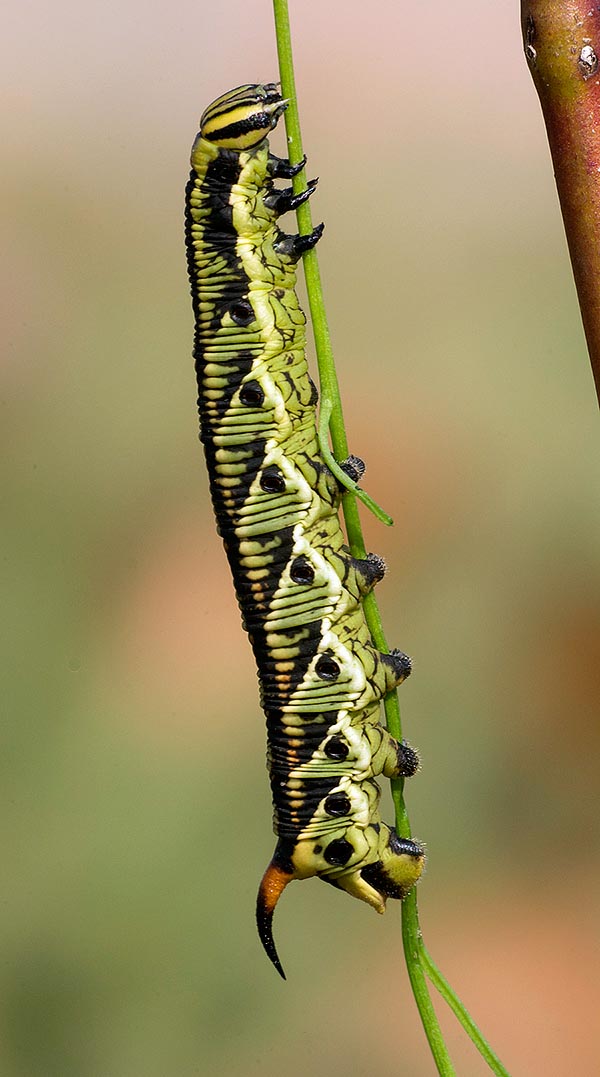 La chenille a des couleurs extrêmement variables mais présente toujours sur la queue une longue et inoffensive corne qui simule une seconde tête pour effrayer ou désorienter selon les cas, les agresseurs © Gianfranco Colombo 