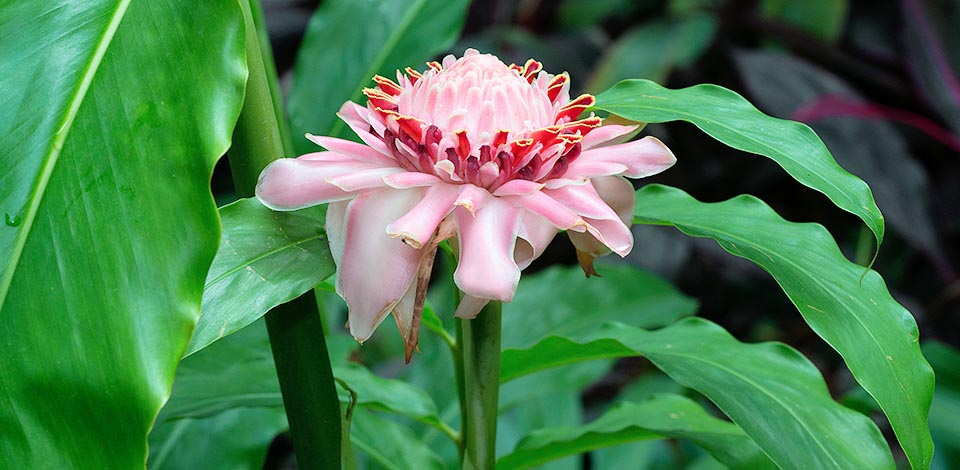 Etlingera elatior, Zingiberaceae