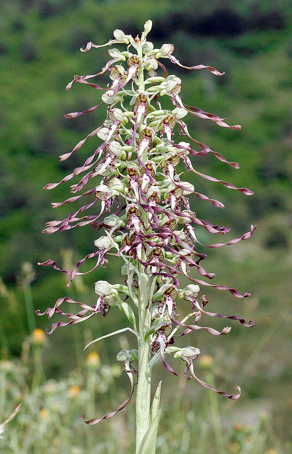 satirion barbado, orquidea hedionda, lizard orchid