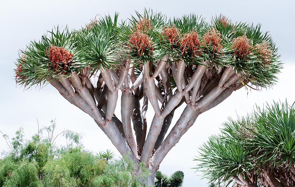 From the stem and the notched leaves comes a resin that while drying up in contact with the air gets a dark red colour, known also as “Dragon's blood” © G. Mazza