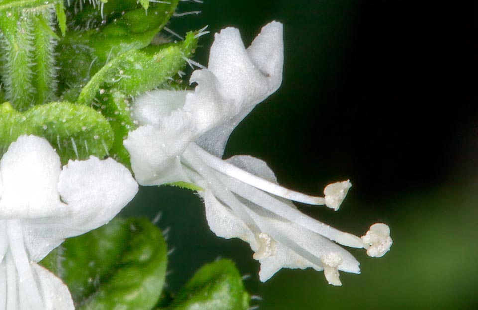 Ecco il fiore, tipico della famiglia delle Labiate, dette oggi Lamiaceae; piante come la salvia, il rosmarino, la menta, il timo, l’origano o la lavanda che non se ne stanno tutto il giorno a far niente, guardando il cielo con la bocca aperta, ma inventano sostanze apprezzate dall’uomo per difendersi dal morso degli erbivori © Giuseppe Mazza