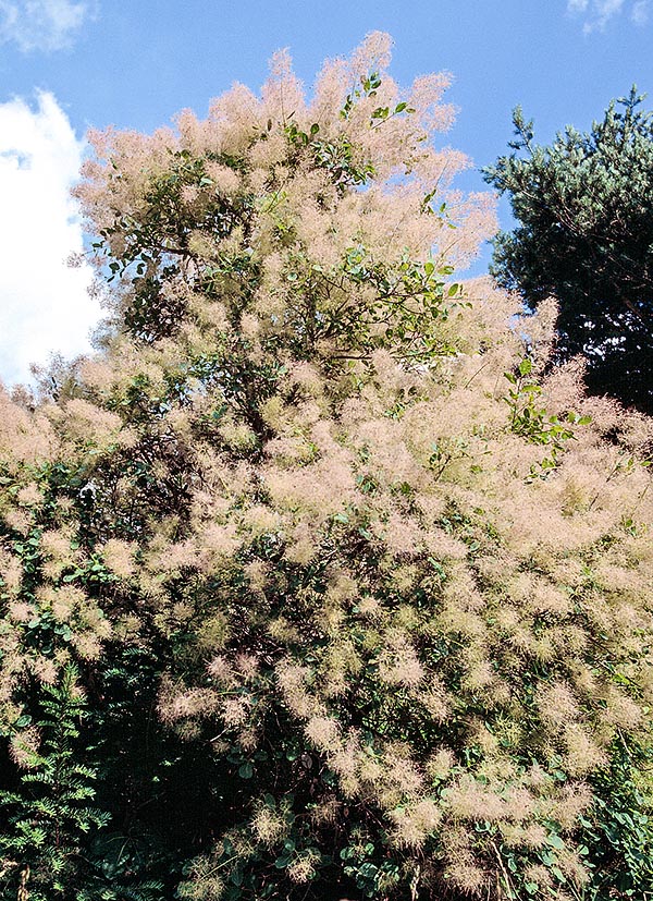 Cotinus coggygria, Fustet, Arbre à perruque, Anacardiaceae