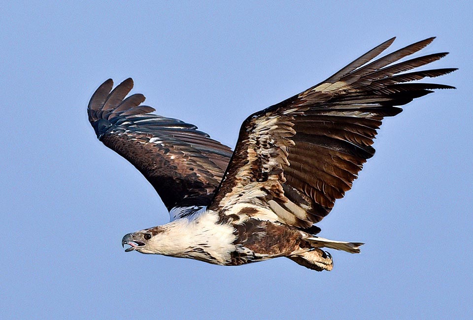 The immature individuals have a different coloration: brown on top, ventrally they are white with scattered dark dots, especially on the belly © Gianfranco Colombo