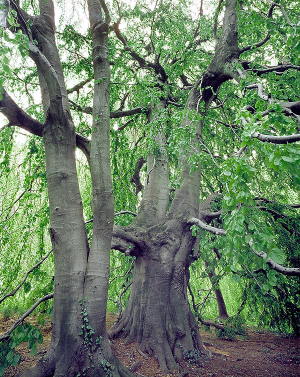 Among the ornamental varieties, the most known is cv 'Pendula' marked by drooping branches © Giuseppe Mazza