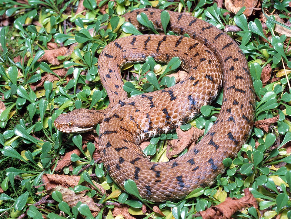 It can be 80 cm long. The males, with darker and more marked patterns, are usually slenderer than females © Giuseppe Mazza