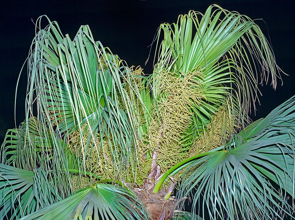 Las inflorescencias verde-amarillentas, con pequeñas flores hermafroditas blancas, están muy ramificadas y son más cortas que las hojas © Giuseppe Mazza