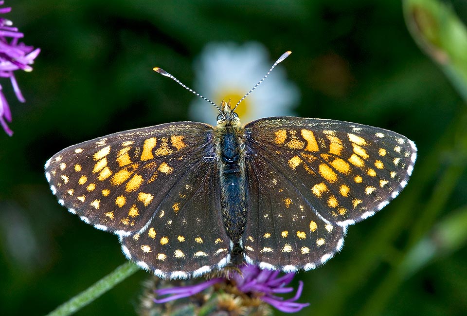 El color, muy variable, es más oscuro que el de las demás doncellas con las que a menudo convive entre los 300 y los 1500 m de altitud © Giuseppe Mazza