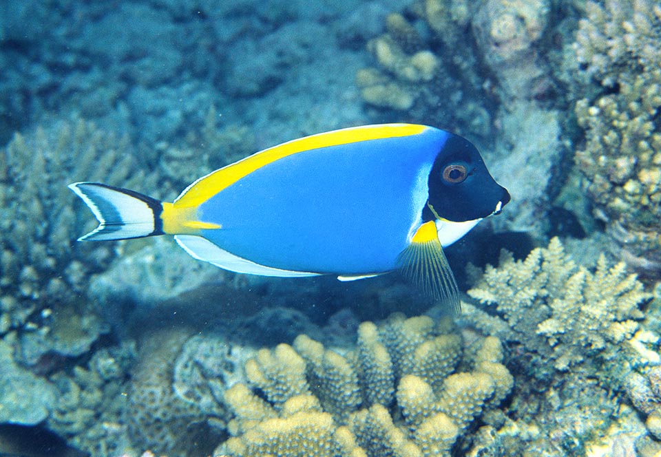 Like all surgeonfishes, it uses as a defense a sharp blade that it pulls out of the protruding yellow case visible on the caudal peduncle