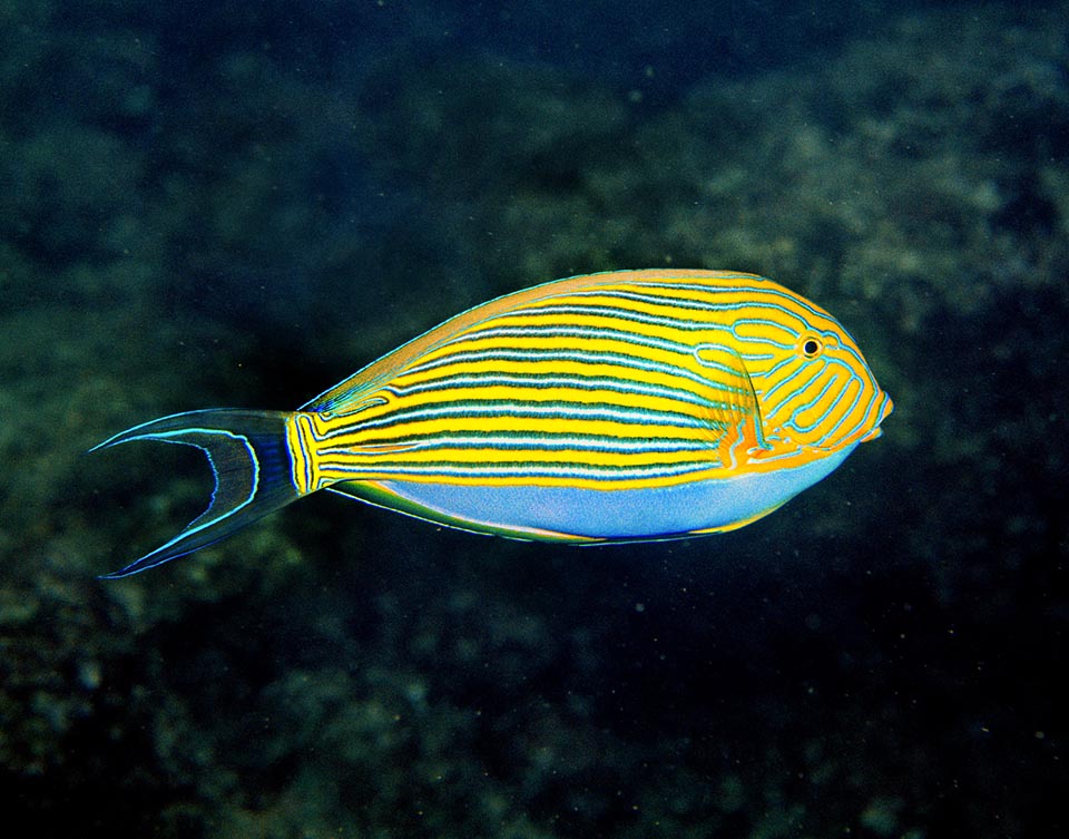 The livery of Acanthurus lineatus is unmistakable, and to warn the predators doesn't need to emphasize with showy spots the poisonous and sharp spine just visible on the caudal peduncle. è inconfondibile, e per ammonire i predatori non ha bisogno d’evidenziare con macchie vistose la spina velenosa e tagliente appena visibile sul peduncolo caudale 