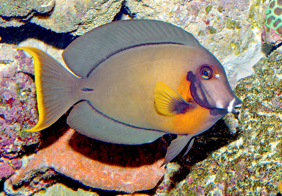 In the old specimens, that may reach even 25 cm of length, the body takes on chocolate-coloured hues, hence the Italian name of “Pesce chirurgo cioccolata" (Chocolate surgeonfish) but the red mask remains because it is an authoritative sign of hierarchy to conspecifics that entitles to precedence in grazing and to a territory 