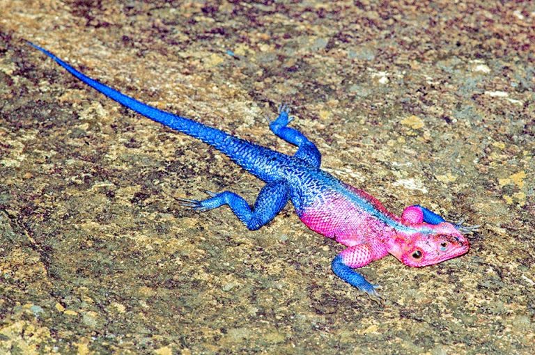 Agama agama - Monaco Nature Encyclopedia