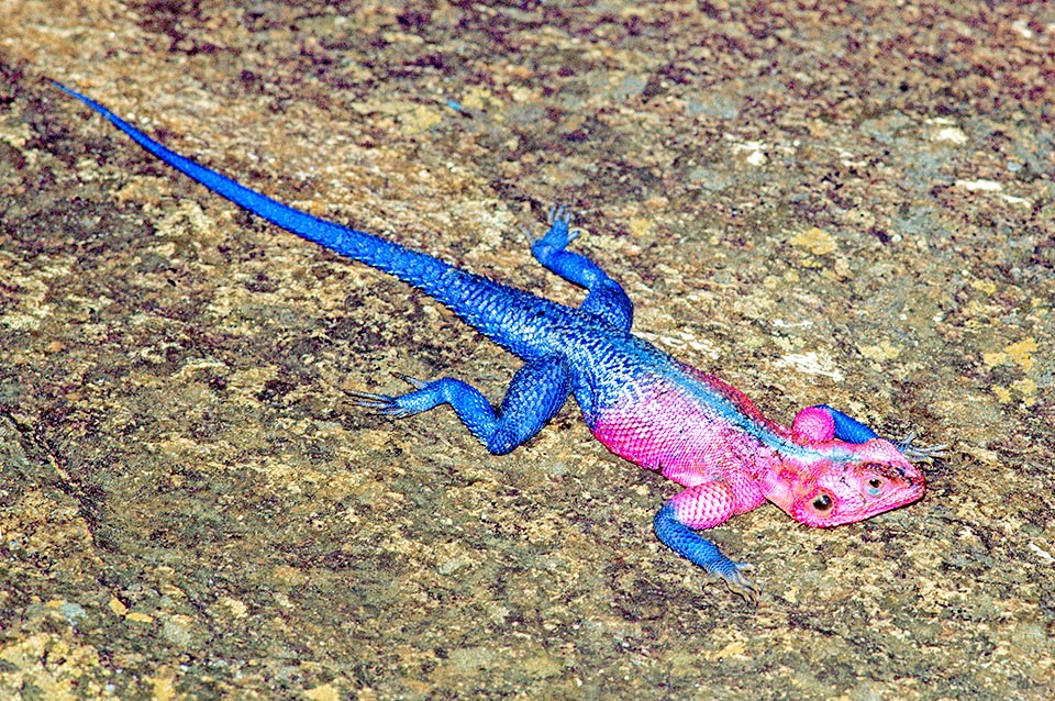 Agama agama, Agamidae, common agama, red-headed rock agama, rainbow agama