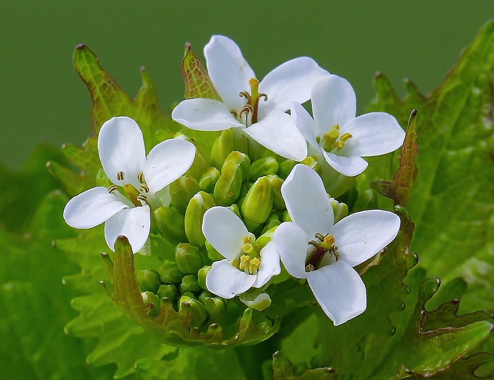 Fleurs de Alliaria petiolata.