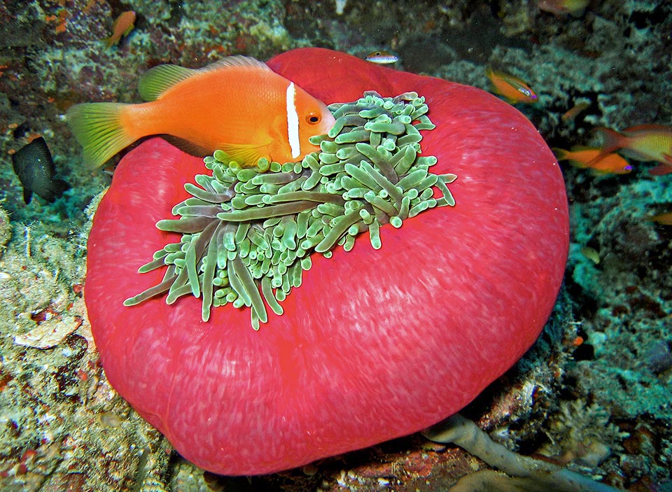 It appears with various colours and reaches even the diameter of 1 m. When a predator is around it closes on itself in a ball, and the Amphiprion nigripes shelter inside 