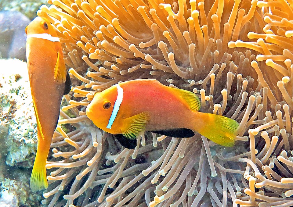 Amphiprion nigripes, Pomacentridae, Maldive anemonefish Amphiprion nigripes, Pomacentridae, Maldive anemonefish