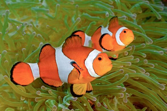 Amphiprion ocellaris - Monaco Nature Encyclopedia