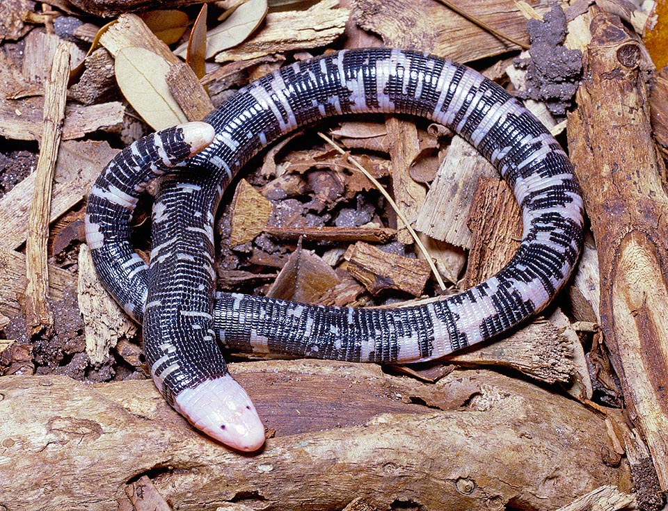 Amphisbaena fuliginosa, Amphisbaenidae, Speckled Worm Lizard