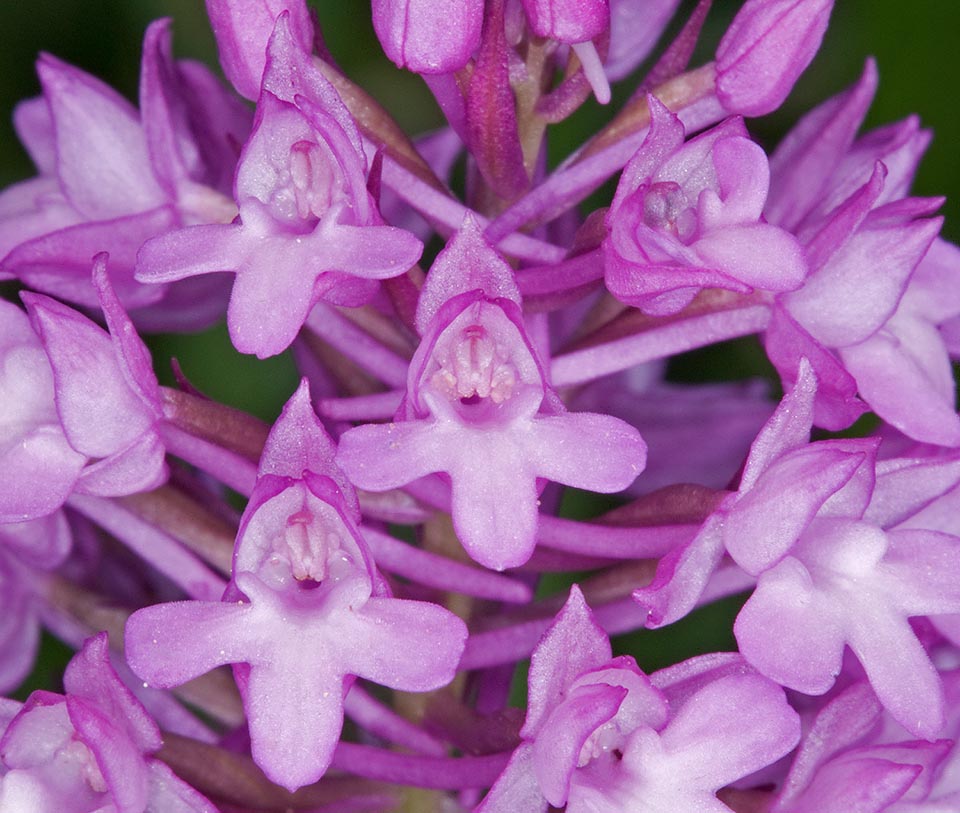 Pollination is entrusted to some species of butterflies attracted by the scent of the nectar. Numerous hybrids, even with other genera of Orchidaceae 