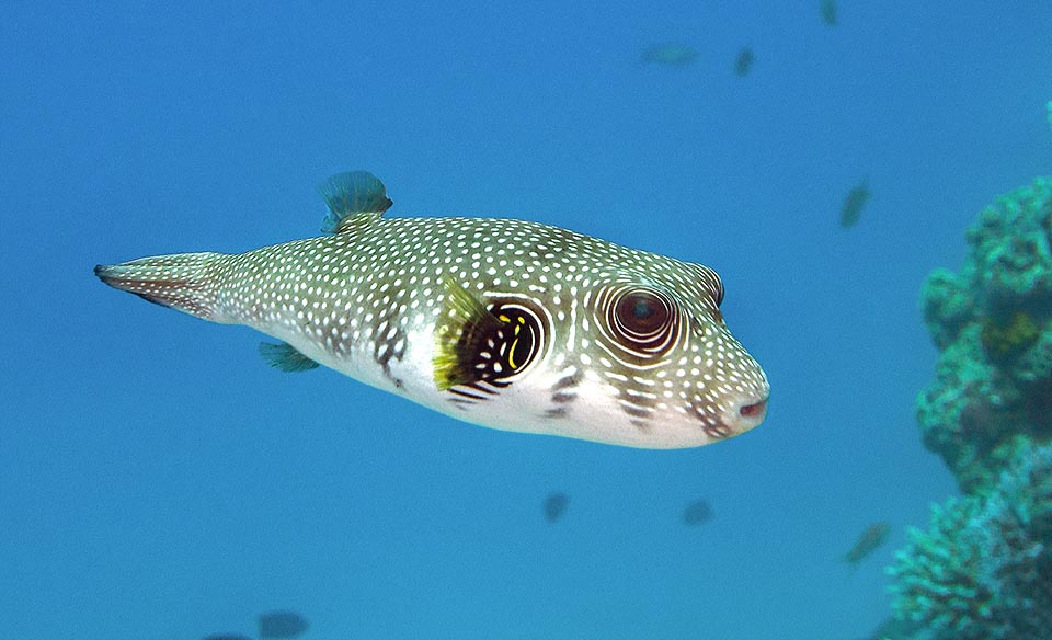 The white spots get smaller in the old specimens and in the Red Sea ones they are definitely smaller and numerous 