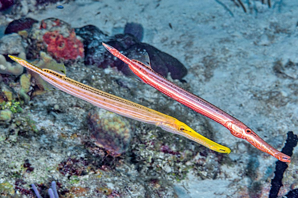 Caratterizzato in genere da puntini neri sul dorso e linee chiare sui fianchi, può farli sparire e assumere vari colori 