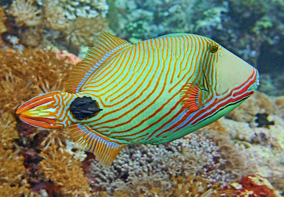 On both sides of the caudal peduncle the bony scales form two rows of black spines, highlighted by a black circle in the Pacific specimens. Probably they are not very effective weapons, but some predator may mistake them for the famous sharp blade the Acanthurus extract, exactly in the same position, from their showy case 