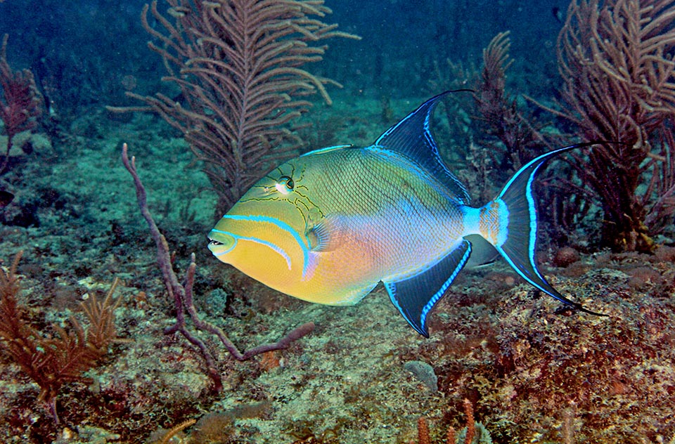 Il atteint 60 cm et peut descendre jusque vers 300 m de profondeur bien qu'il nage en général entre 5 et 30 m. Ses yeux se déplacent indépendamment l'un de l'autre 