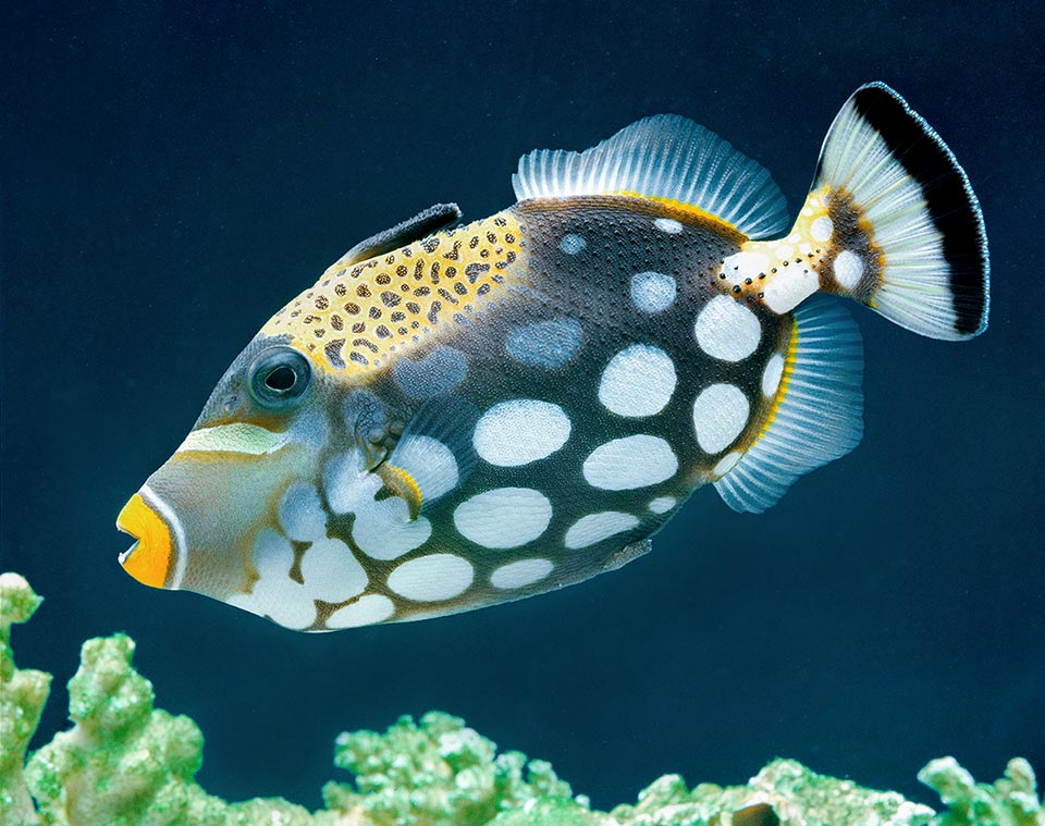 Balistoides conspicillum est un poisson facile à nourrir avec de moules et de crevettes. Son prix est donc élevé pour les aquariophiles, même si aux tropiques il finit souvent dans une poêle