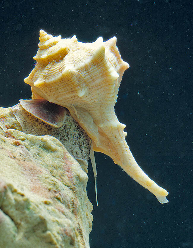 La coquille arrondie de Bolinus brandaris et disposée en spirale atteint 8 à 10 cm de long.