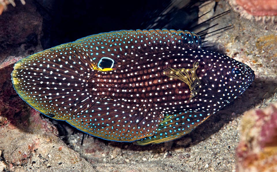 It is a carnivorous fish, a sort of mini grouper, that feeds mostly on small fishes and on small benthic crustaceans