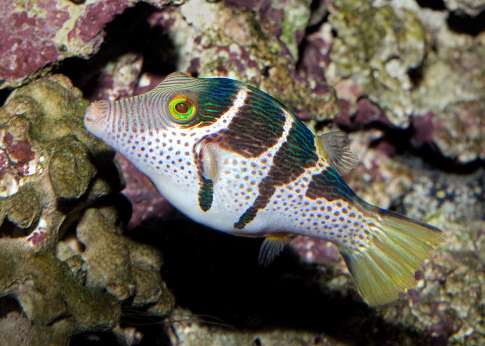 Like all tetraodontids, it has 4 teeth only, two per jaw, that form a small beak. The caudal fin, often closed, opens out like a fan for the quick movements 